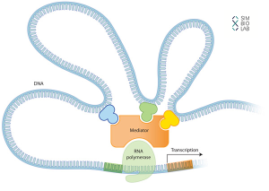 کنترل پیچیده بیان ژنها در یوکاریوت