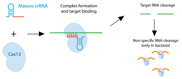 RNA Targeting