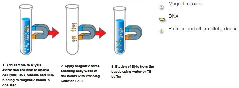 استخراج DNA به روش مگنتی