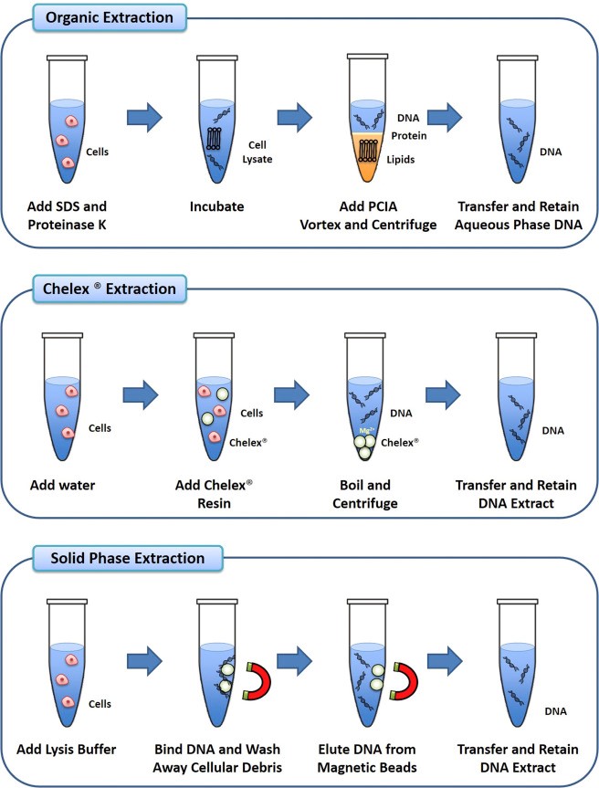 استخراجDNA به روش فنول-کلروفرم