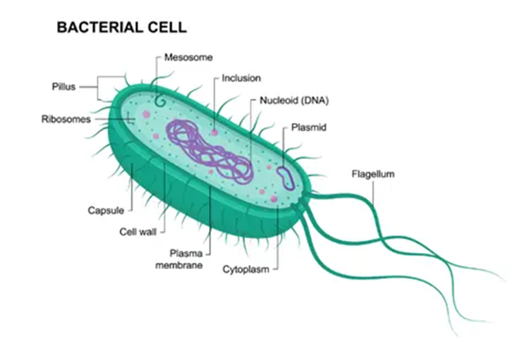سلول باکتری