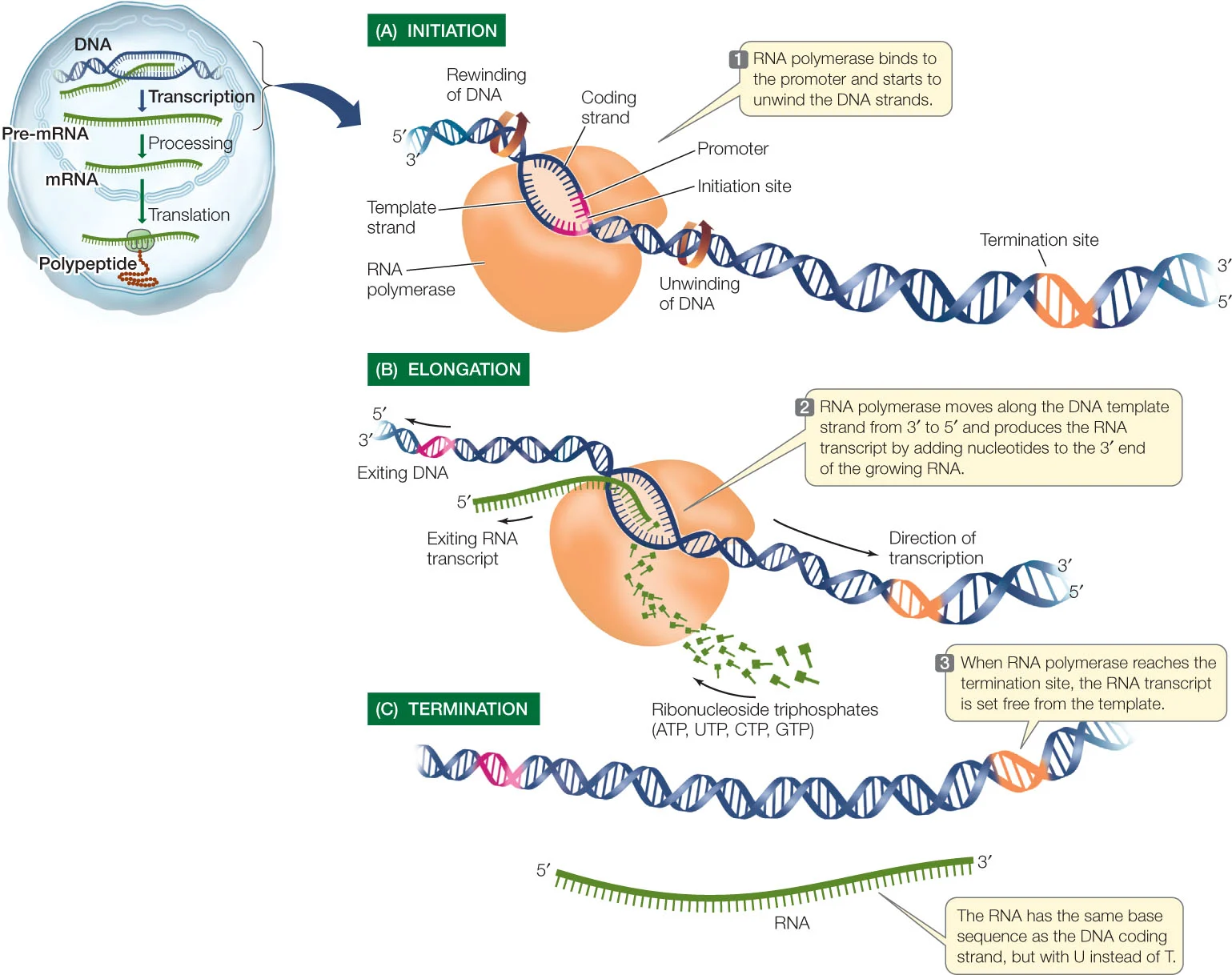 Prokaryotic-Transcription-Steps