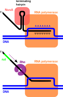پروموتر در رونویسی DNA